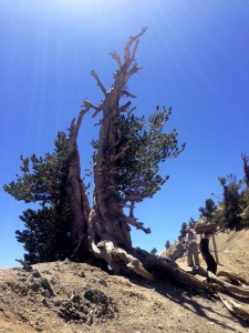 1,500 year old pine at 9,000 feet