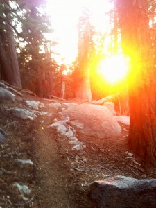 Chasing the sunset through the trees