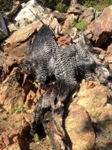 Tree stung by lightning