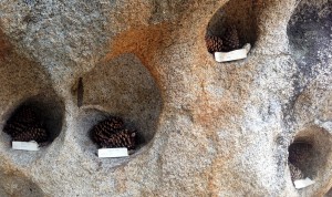 Someone's trail humor -  a demonstration of pinecone sexual positions