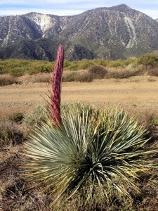 Young Yucca