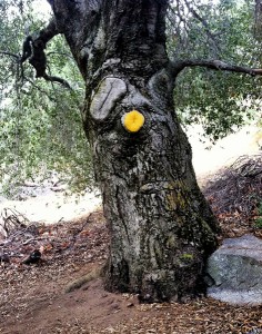 Silly Tree. Photo by Michael Chambers.