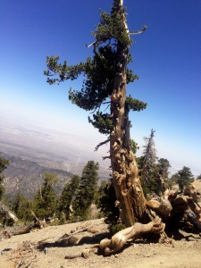 Desert from 9,000 feet near summit of Baden Powell