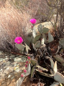 Cactus after drinking all night.