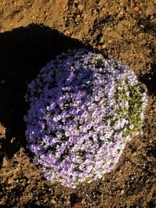 Turtle shell flowers