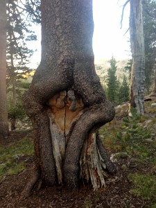 A feminine tree