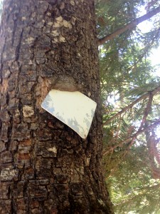 Hungry tree eating sign