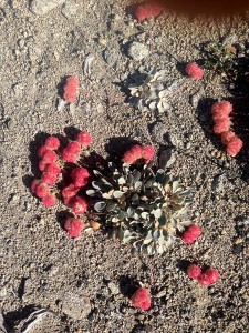 New kind of flower with Pom-Poms