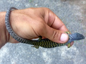 Alligator lizard