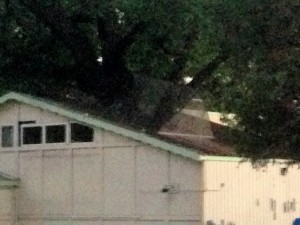 Tree growing out of roof