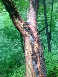 In Costa Rica, it's known as the tourist tree because it resembles a peeling nose