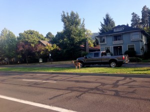 Deer in downtown Ashland