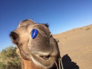 Halteman_Camel Ride_5_IMG_1274